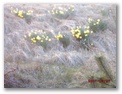 dsck0059.jpg