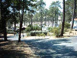 Pinienwald